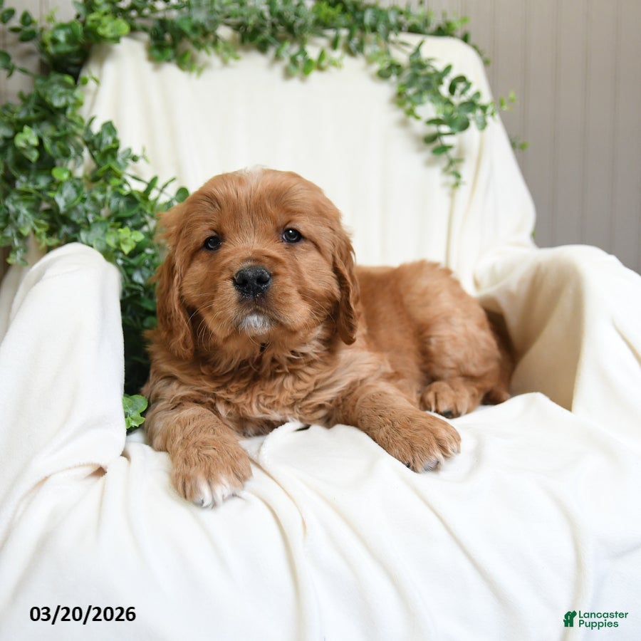 Miniature Golden Retriever dogs James   - Ad 2