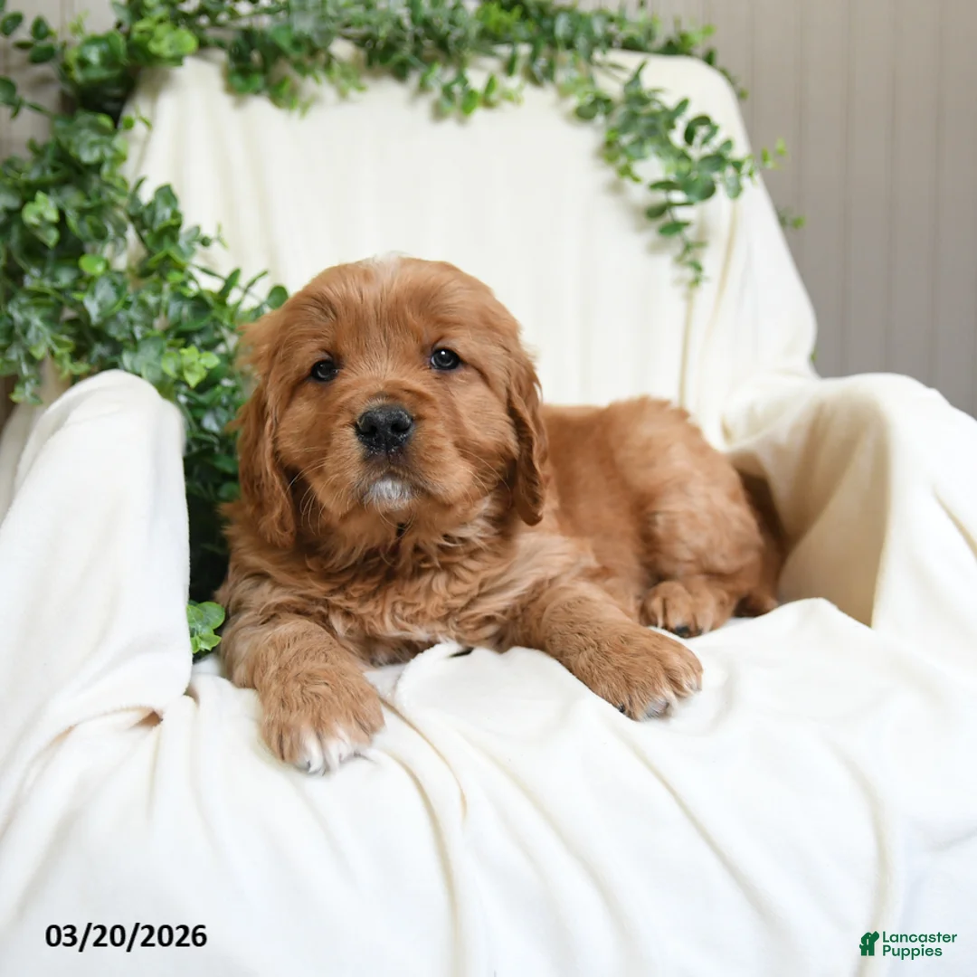 Miniature Golden Retriever dogs for sale: James   - Ad 2