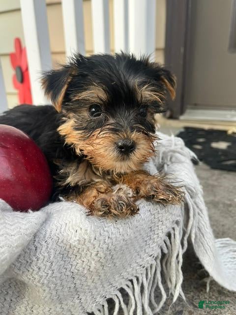 Yorkshire Terrier dogs for sale: Moses - Ad 1