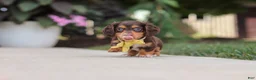 Miniature Dachshund dogs for sale: Grover - Ad 10