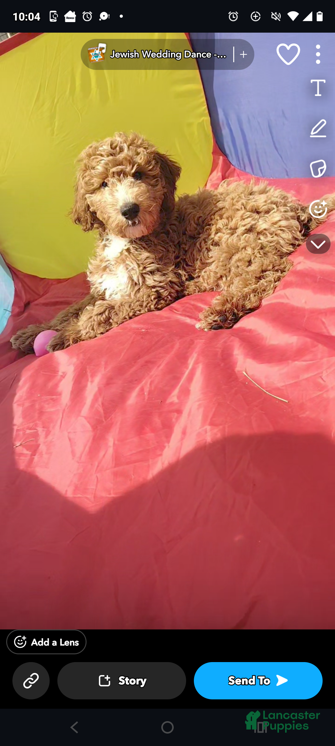 Goldendoodle dogs Turk  (Multi-gen🐕) pricing for this week only - Ad 2