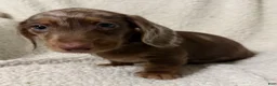 Miniature Dachshund dogs for sale: MERLEY GIRL - Ad 9