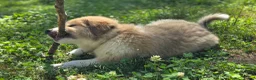 Great Pyrenees dogs for sale: Great Pyrenees Puppy 1 - Ad 4