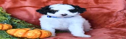 Bernedoodle dogs for sale: Bailey  - Ad 4