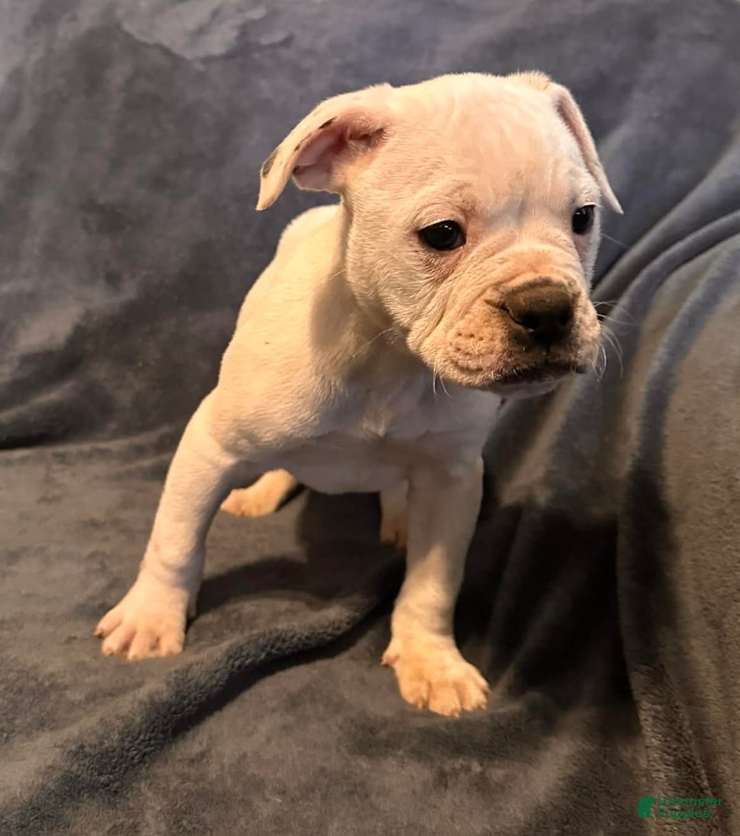Alapaha Blue Blood Bulldog dogs for sale: Alapaha Blue Blood Bulldog Puppy 1 - Ad 1