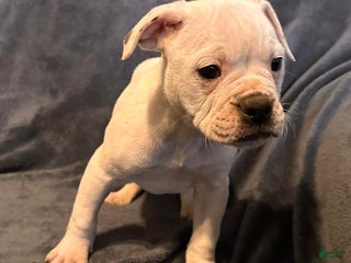Alapaha Blue Blood Bulldog dogs Alapaha Blue Blood Bulldog Puppy 1 - Ad 1