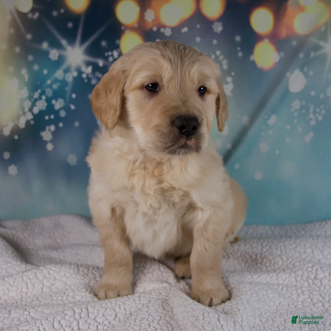 Golden Retriever dogs for sale: Everest - Ad 3