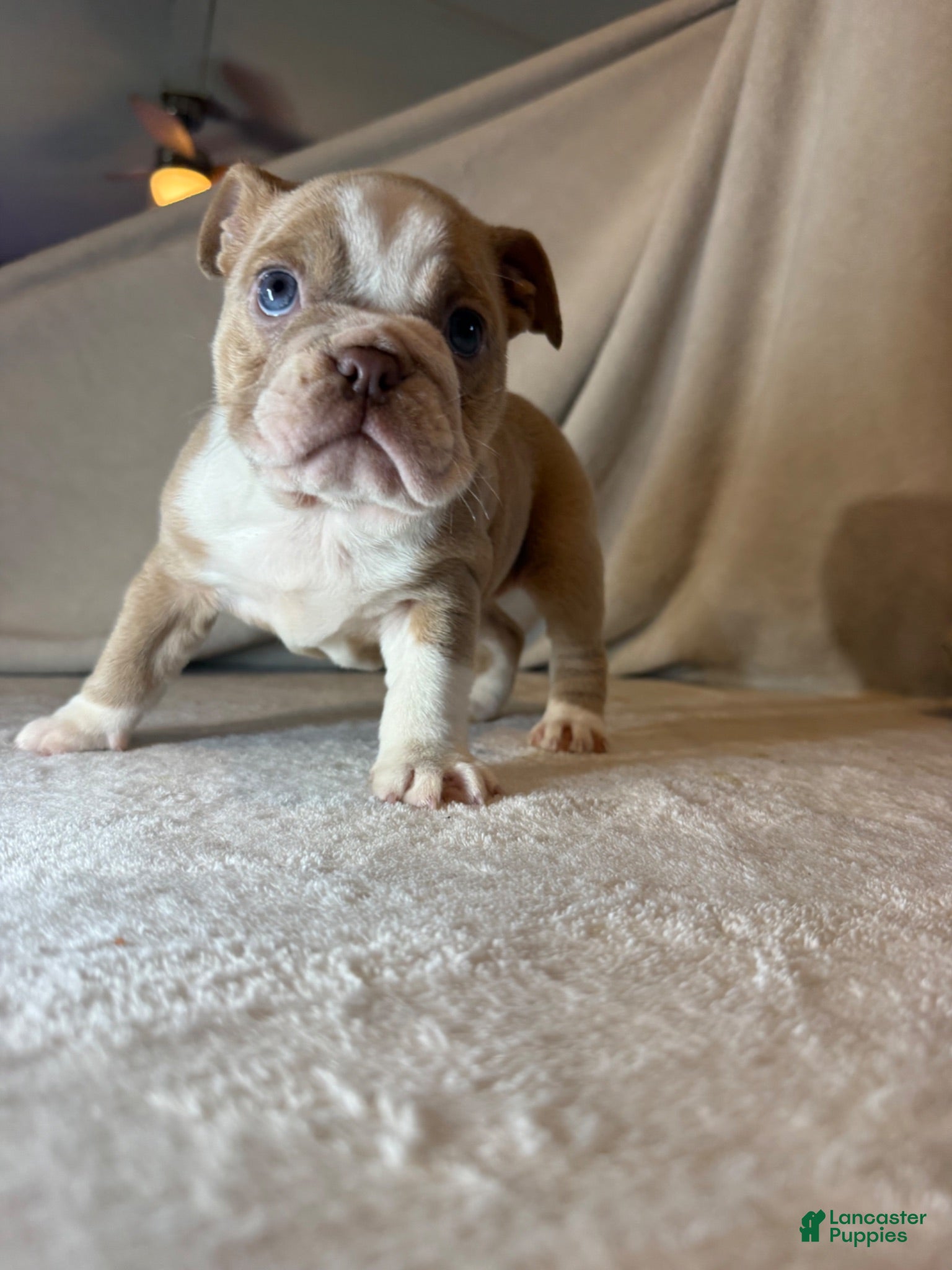 English Bulldog dogs Cupcake - Ad 2