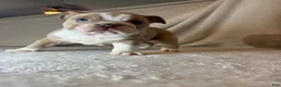 English Bulldog dogs for sale: Cupcake - Ad 2
