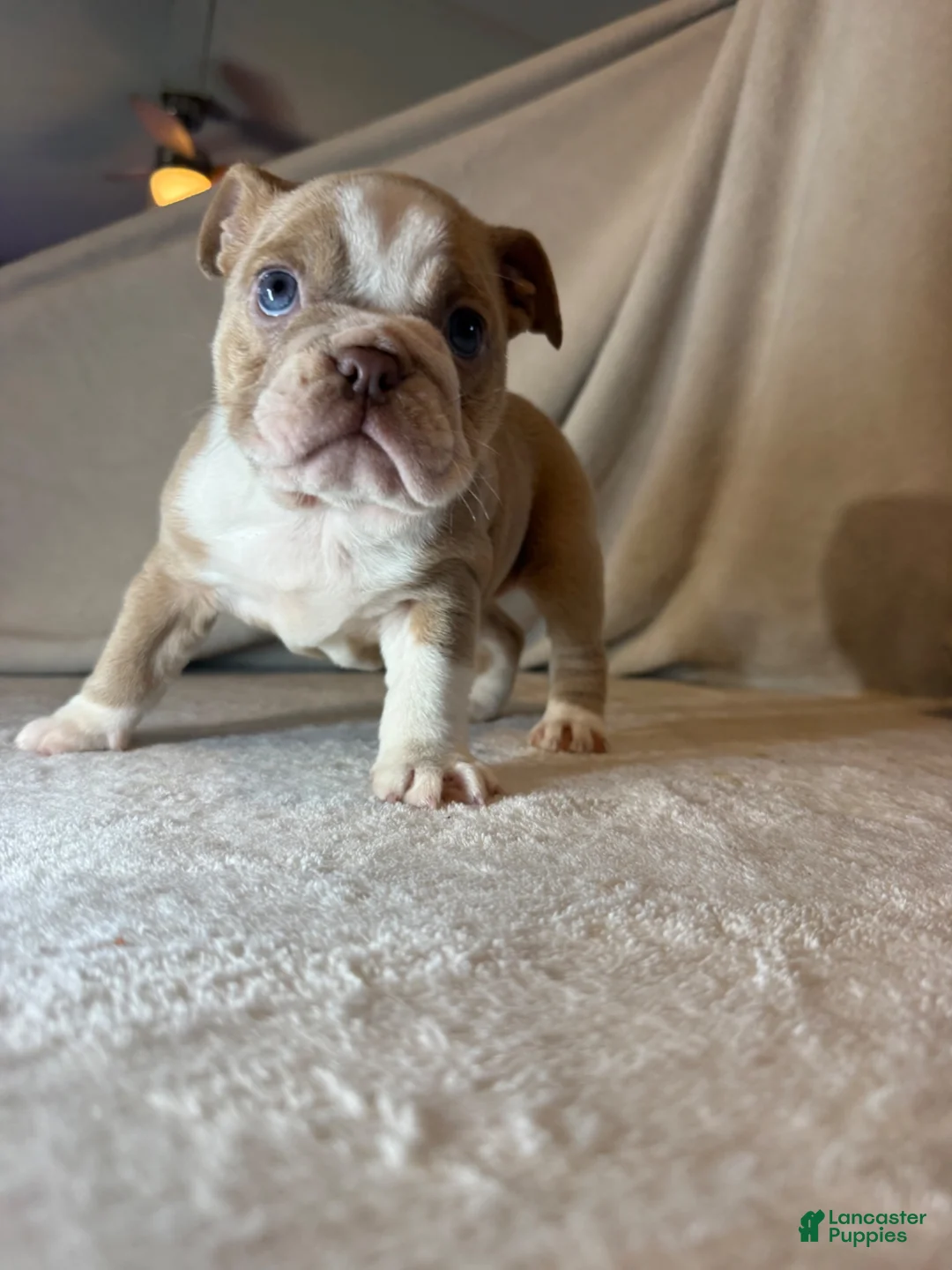 English Bulldog dogs for sale: Cupcake - Ad 2