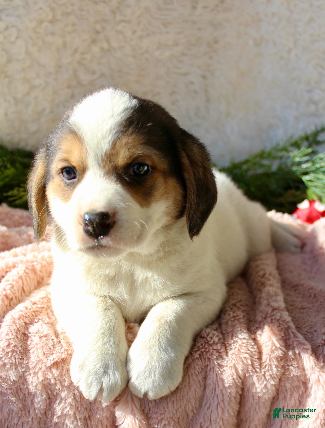 Mixed Breed dogs for sale: Abby - Ad 2