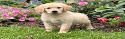 Golden Retriever dogs for sale: Margarita  - Ad 5