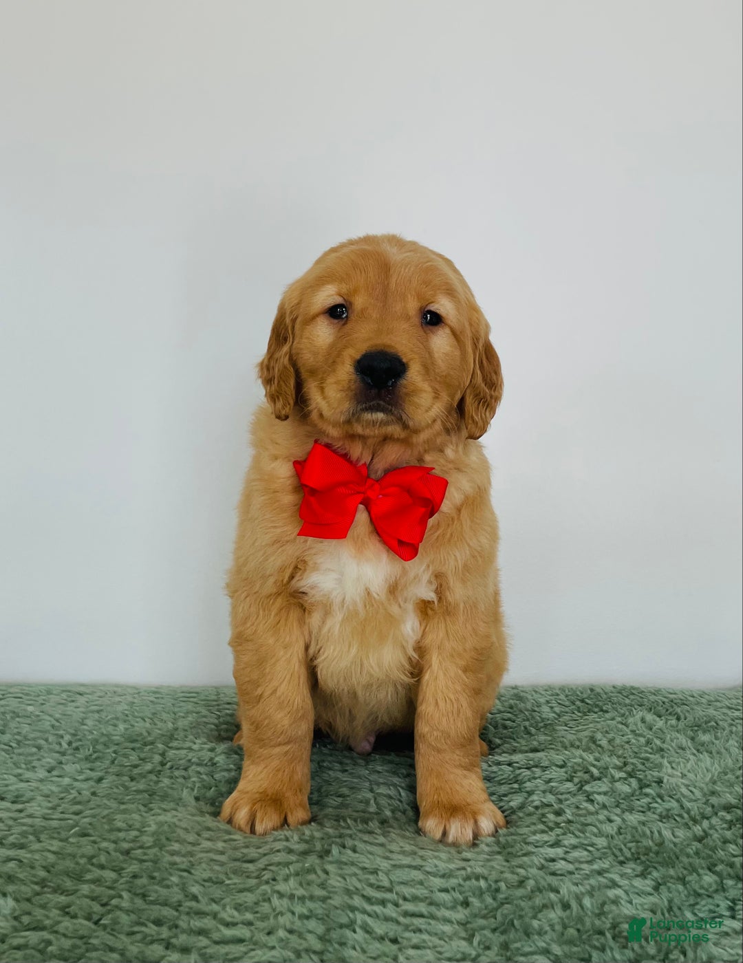 Golden Retriever dogs for sale: Duke - Ad 1