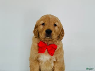 Golden Retriever dogs Duke - Ad 32