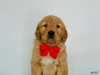 Golden Retriever dogs Duke - Ad 27