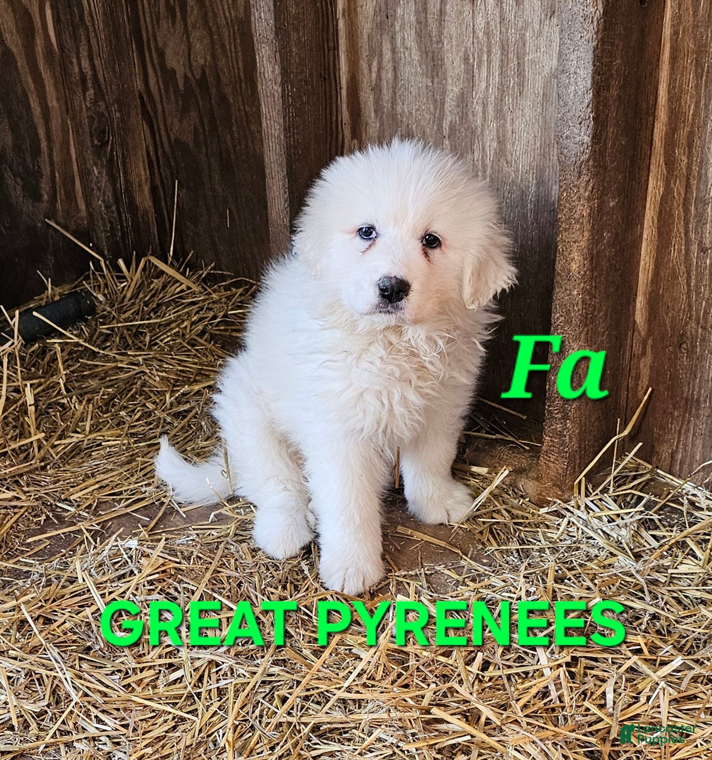 Great Pyrenees dogs Great Pyrenees Puppy 2 - Ad 2