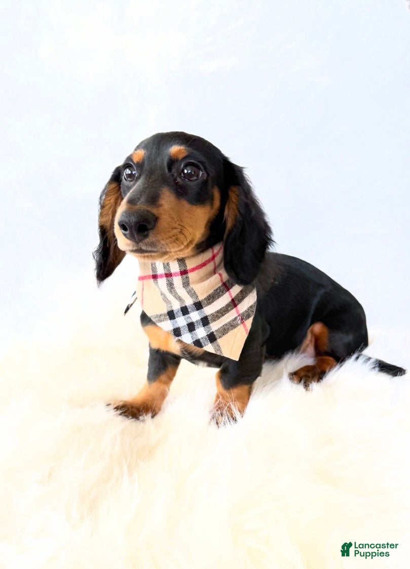 Miniature Dachshund dogs AKC Badger - Ad 1