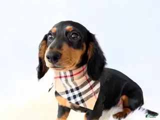 Miniature Dachshund dogs AKC Badger - Ad 1