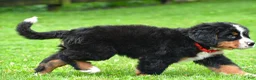 Bernese Mountain Dog dogs for sale: Nickle - Ad 8