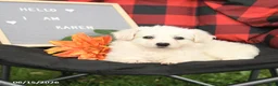Eskipoo dogs for sale: Karen - Ad 2