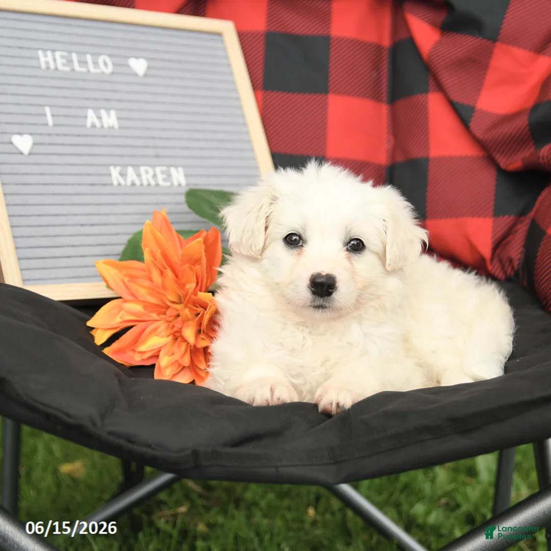 Eskipoo dogs for sale: Karen - Ad 2