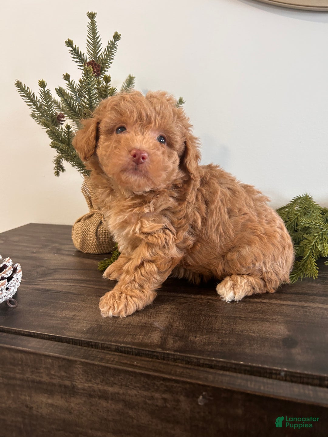 Toy Poodle dogs for sale: Angel - Ad 1