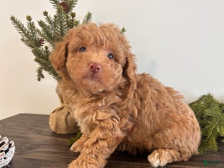 Toy Poodle dogs Angel - Ad 34