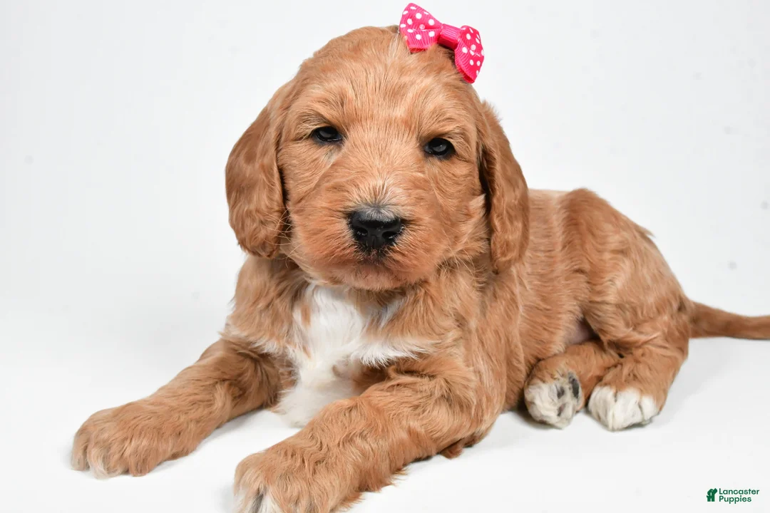 Standard Poodle dogs for sale: Faith - Ad 6