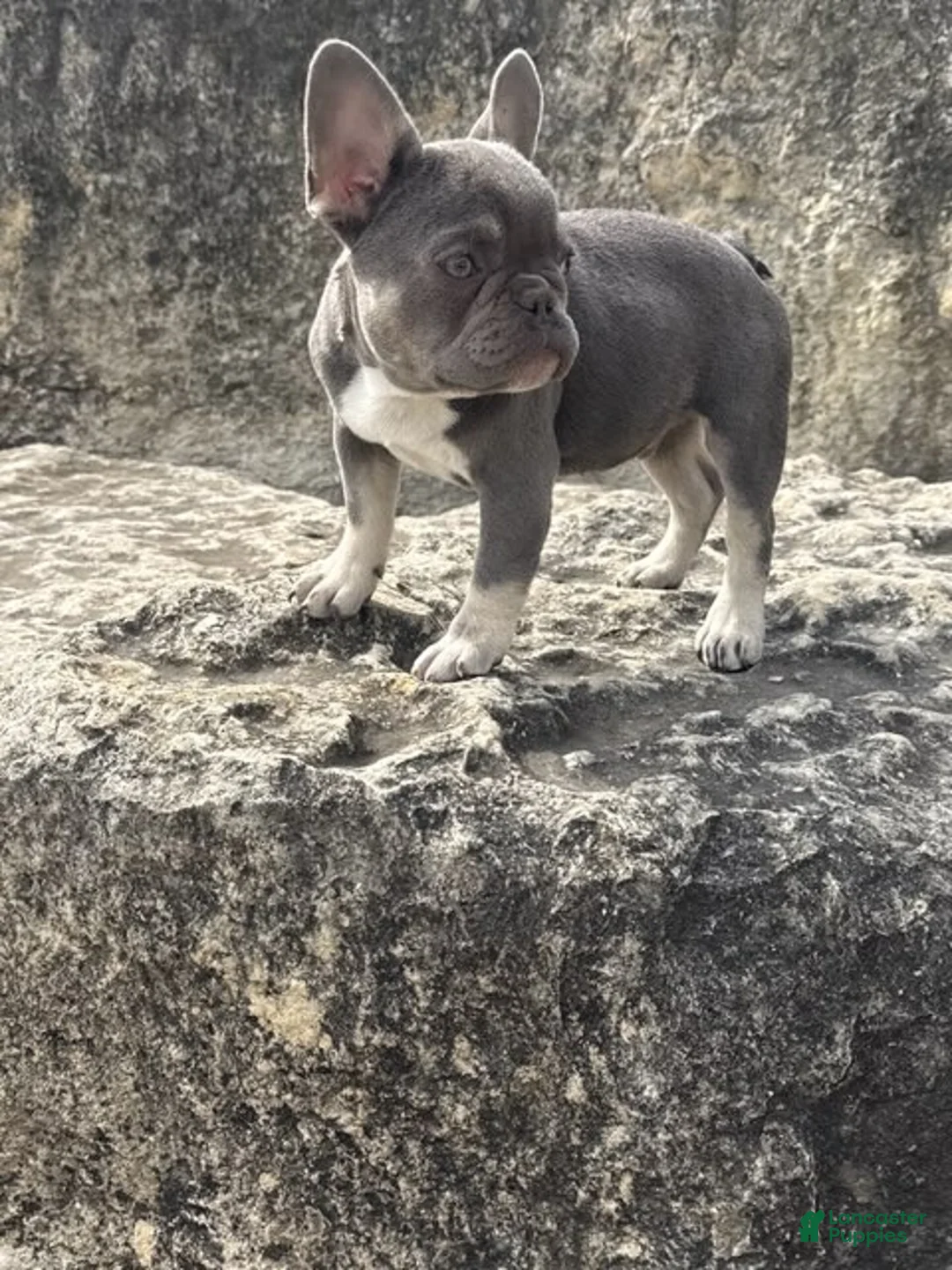 French Bulldog dogs for sale: Simba - Ad 6