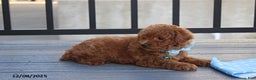 Bichpoo dogs for sale: Dakota - Ad 2