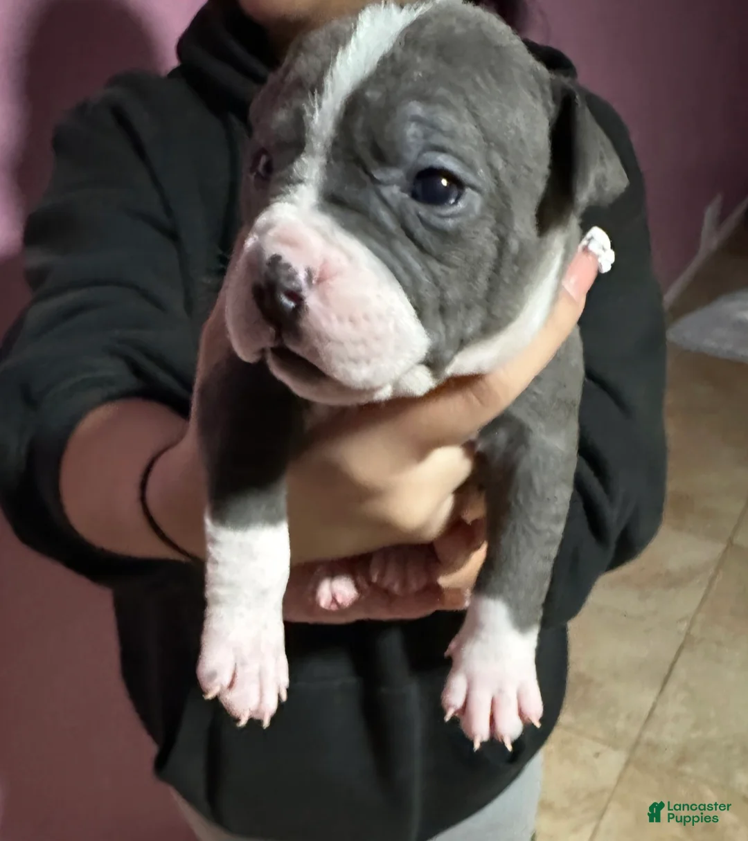 American Bully dogs for sale: JAY Z - Ad 1