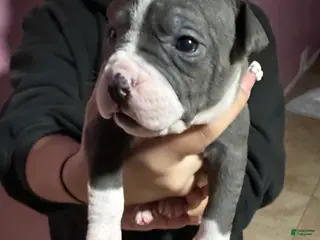 American Bully dogs JAY Z - Ad 14
