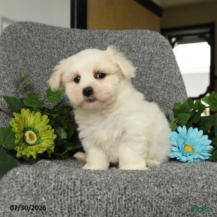 Maltese dogs Lenny - Ad 2