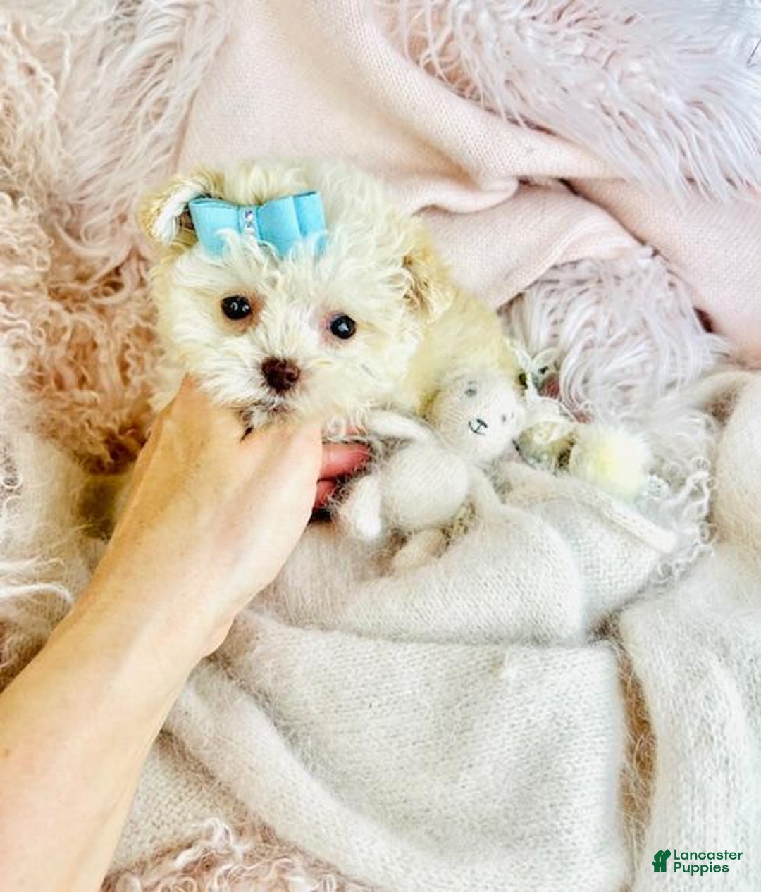 Toy Poodle dogs for sale: Toy Poodle Puppy 1 - Ad 3