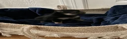Pomeranian dogs for sale: Lasting  - Ad 7