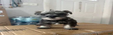 Miniature Schnauzer 3