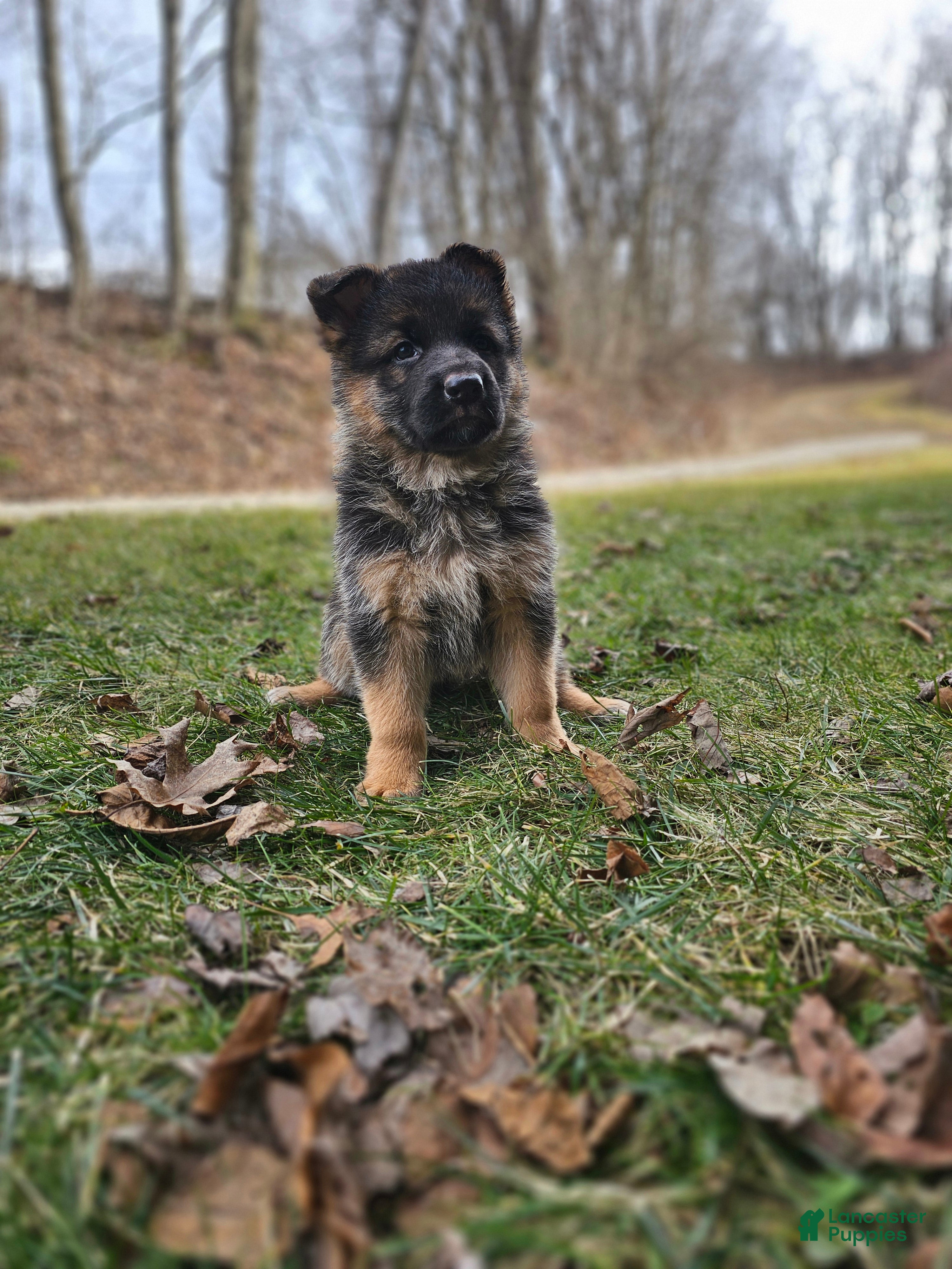 German Shepherd dogs Abby  - Ad 2