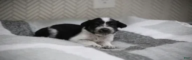 Miniature Schnauzer 1