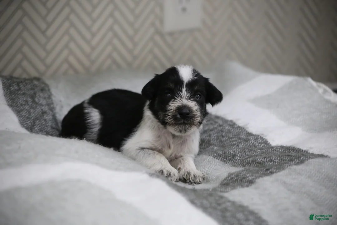 Miniature Schnauzer dogs for sale: Miniature Schnauzer 1 - Ad 1