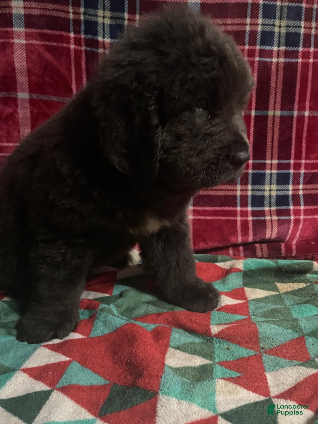 Newfoundland dogs for sale: Newfoundland Puppy 4 - Ad 1