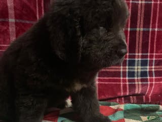 Newfoundland dogs Newfoundland Puppy 4 - Ad 31