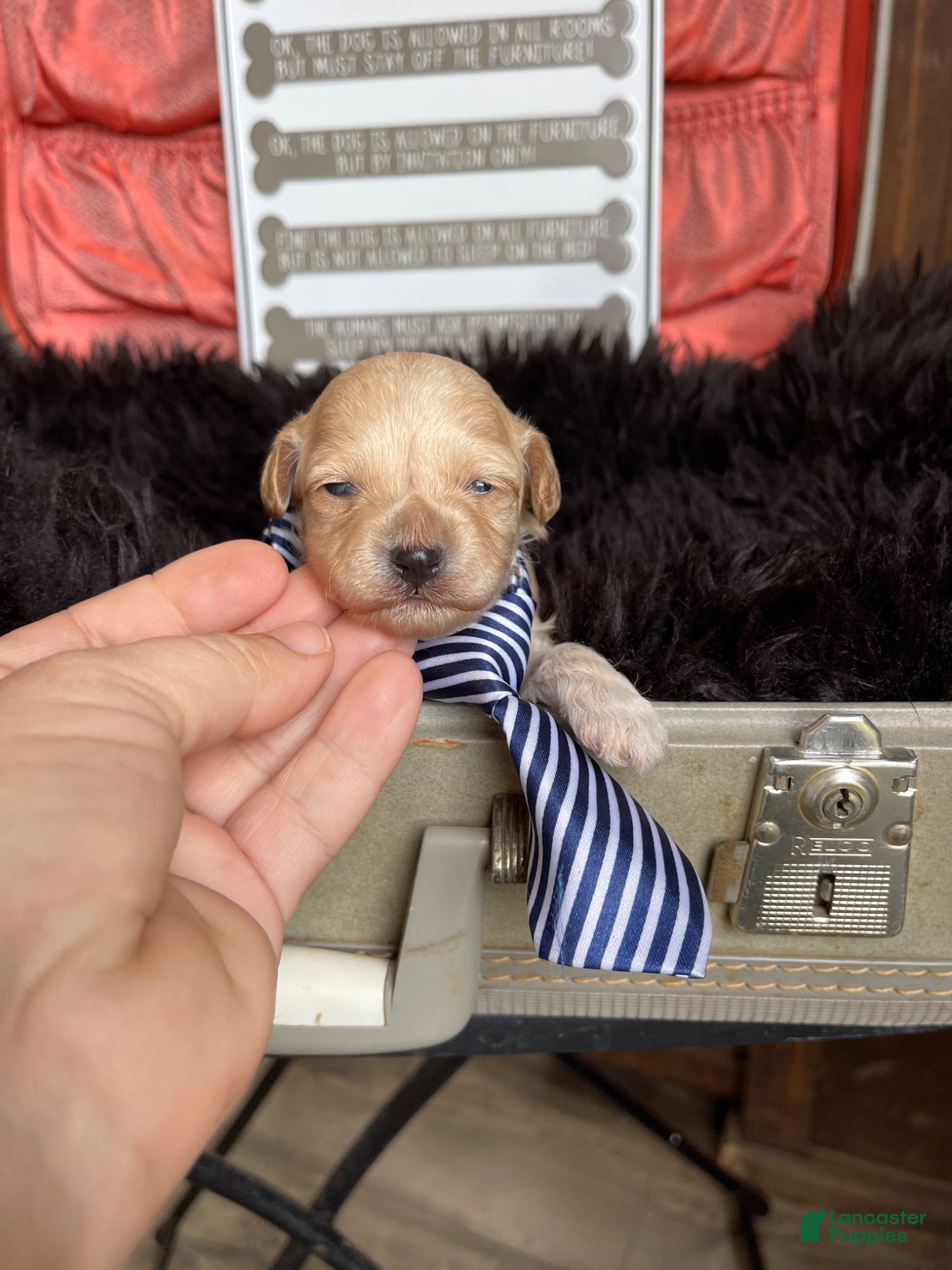 Maltipoo dogs Barbies only Maltipoo Boy 💙 - Ad 7