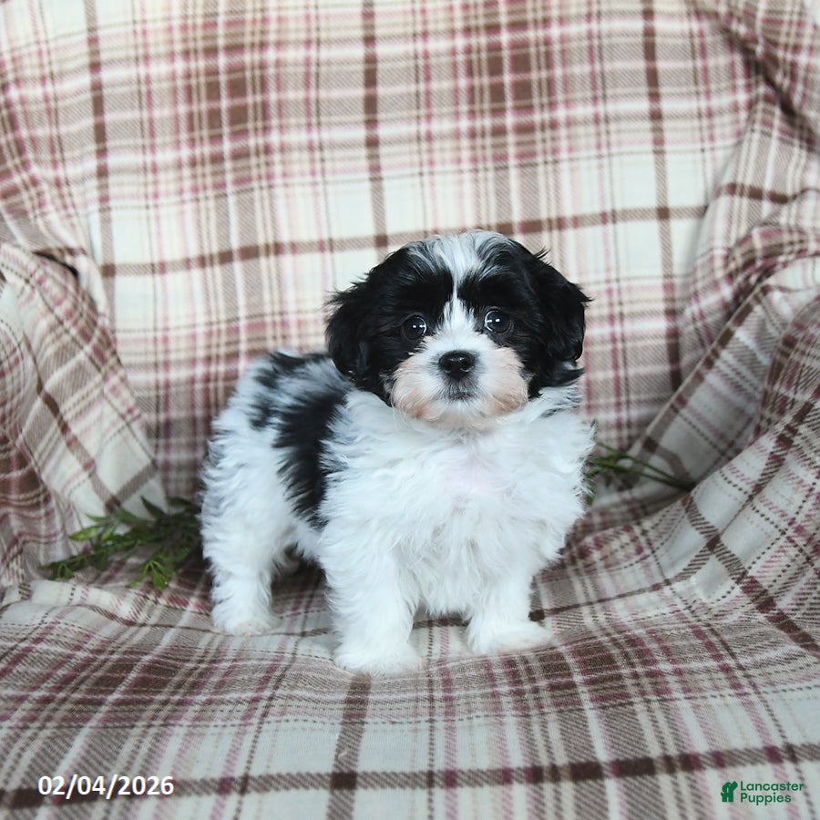 Teddy Bear dogs Winston - Ad 2