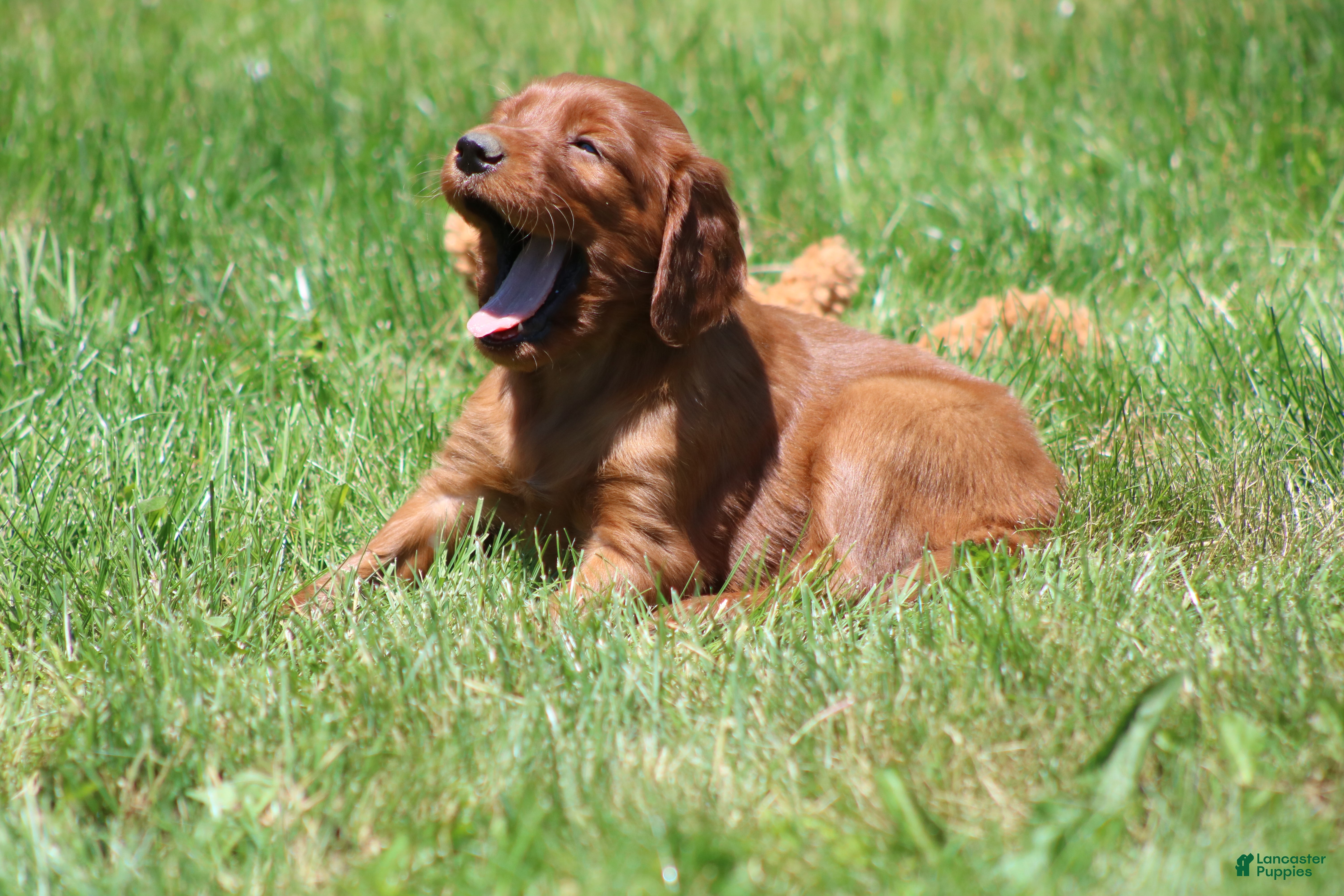 Irish Setter dogs for sale: Ella - Ad 4