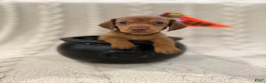 Dachshund Puppy 6