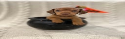 Dachshund dogs for sale: Dachshund Puppy 6 - Ad 1