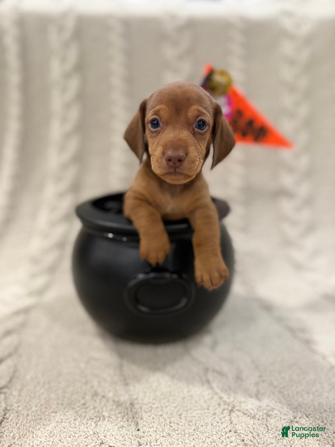 Dachshund dogs for sale: Dachshund Puppy 6 - Ad 1