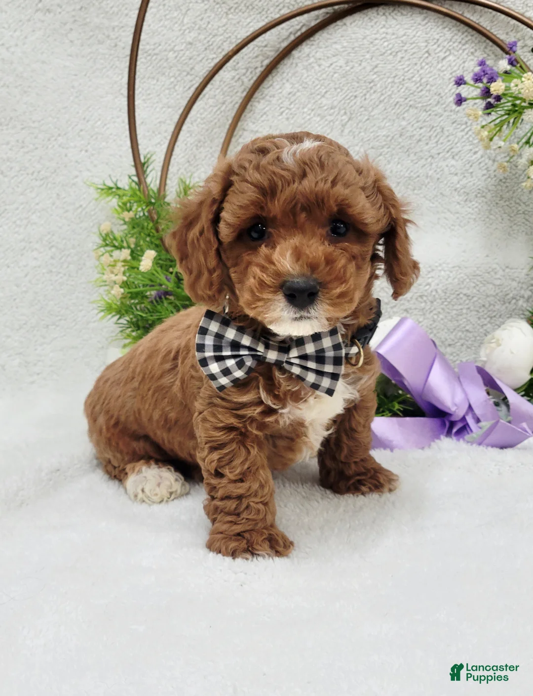 Maltipoo dogs for sale: Bentley  - Ad 9