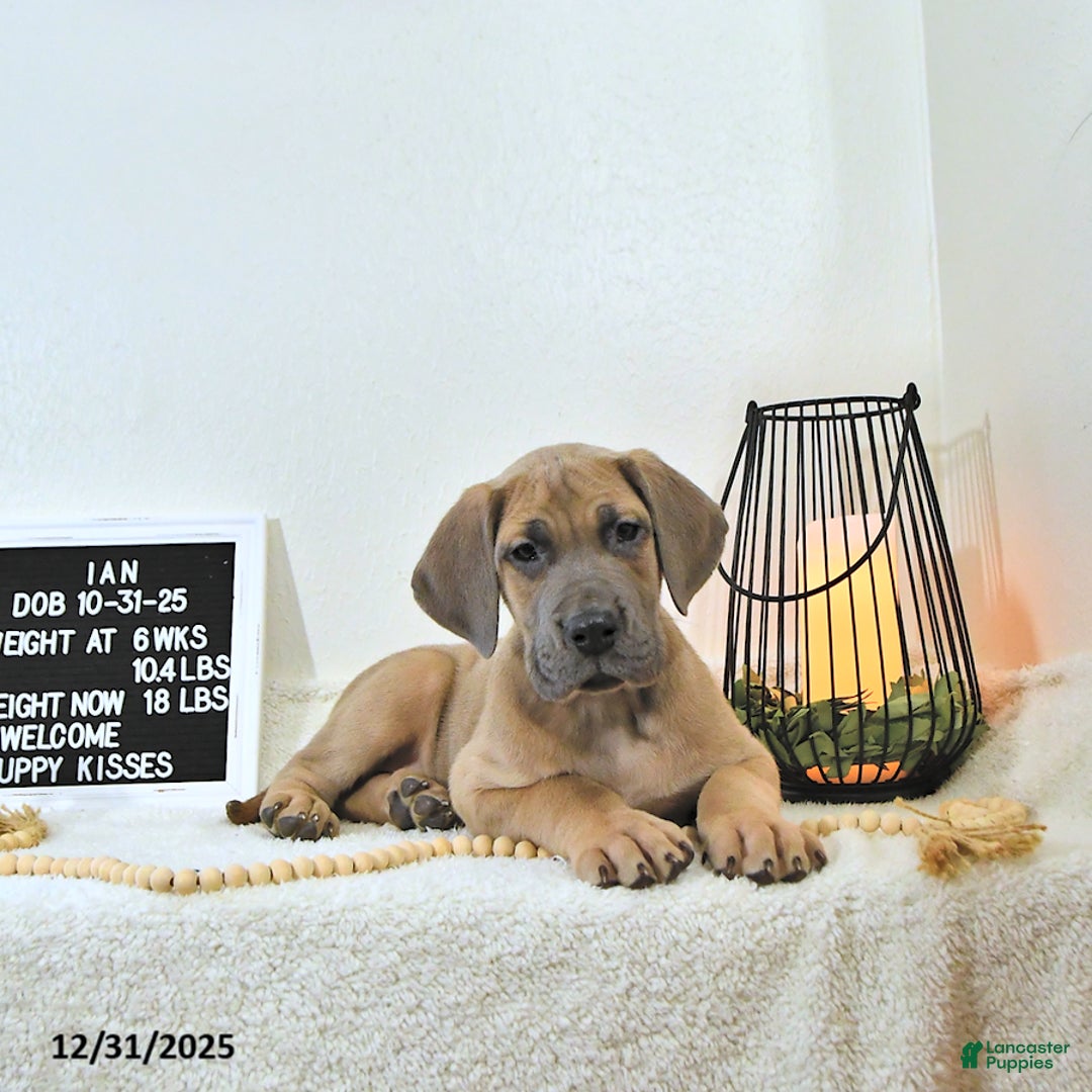 Great Dane dogs for sale: Ian - Ad 7