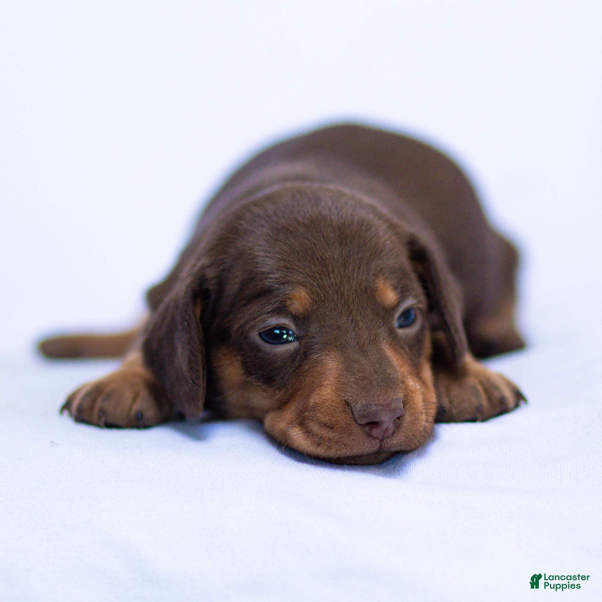 Miniature Dachshund dogs Mabel Miniature Dachshund Puppy  - Ad 2